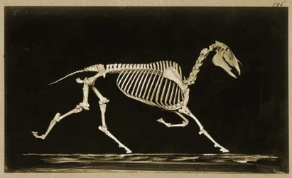 Skeleton of a running horse